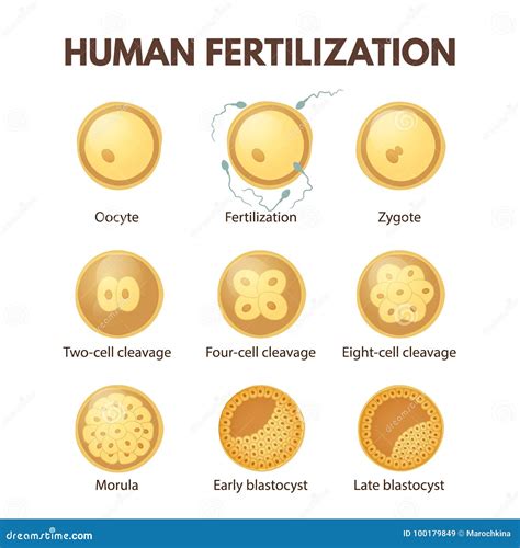 Human Fertilization Diagram Cartoon Vector | CartoonDealer.com #46398091