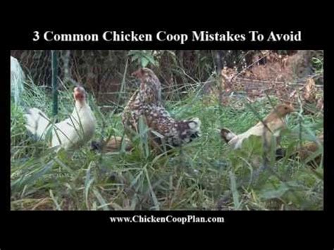 Common Chicken Coop Mistakes To Avoid Youtube