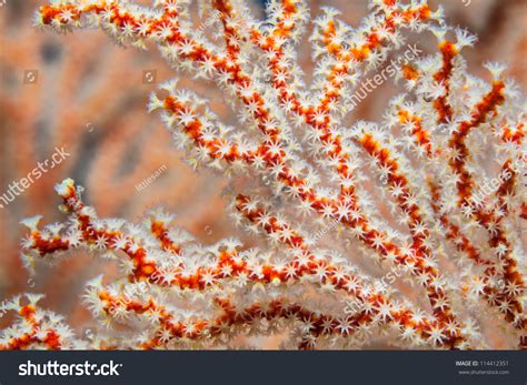 Sea Fan Coral Stock Photo 114412351 : Shutterstock