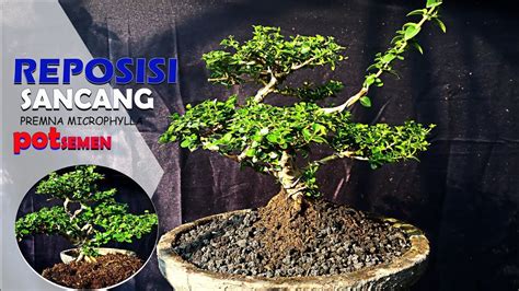 Reposisi Pohon Sancang Ke Pot Bonsai Dari Semen Amonkbonsai Youtube