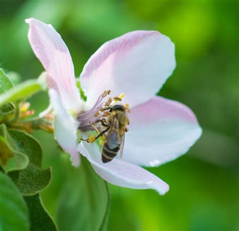 Honey Bee On Apple Tree Flower Blossom Stock Image Image Of Apple