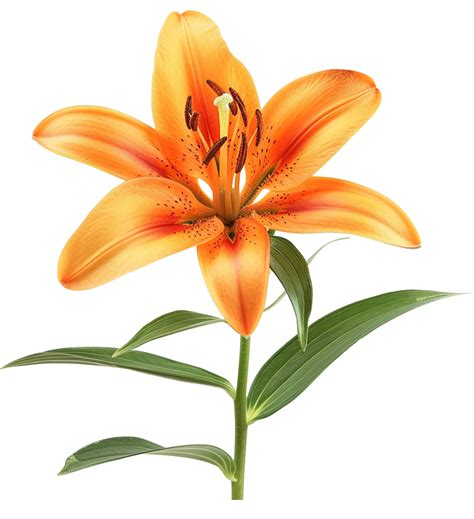 Orange Lily Flower Isolated On A Transparent Background 46436469 Png