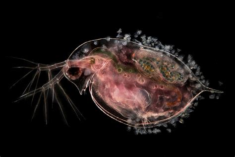 See The Microscopic World Of Plankton In Stunning Detail