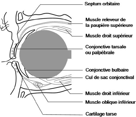 Figure From La Prise En Charge De La K Ratoconjonctivite Ad Novirus