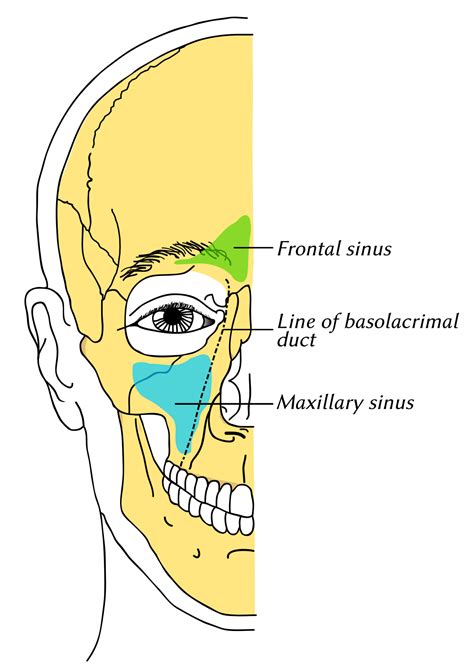 Maxillary sinus (12)