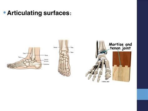 Ankle fractures.pdf