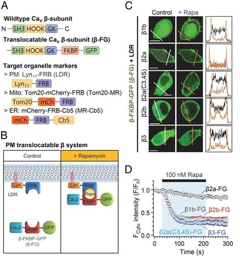 New study uncovers the interaction of calcium channels