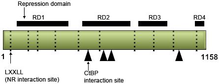 NRIP1 (nuclear receptor interacting protein 1)