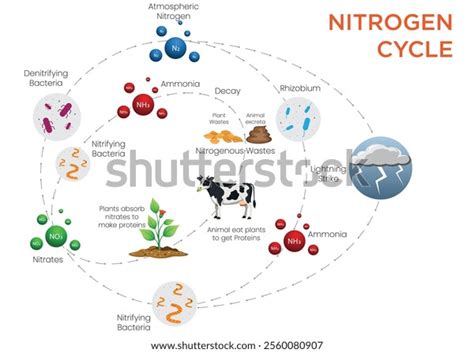 Illustration Nitrogen Cycle Showing Processes Like Stock Vector ...
