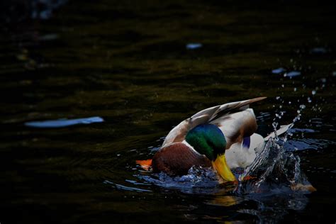 Free Images Nature Wing Pond Wildlife Reflection Beak Fauna