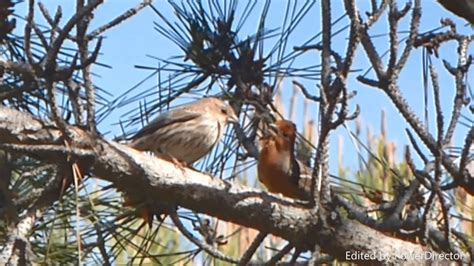 House Finch Song - YouTube