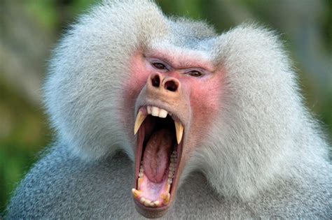 Baboon Wallpapers - Top Free Baboon Backgrounds - WallpaperAccess