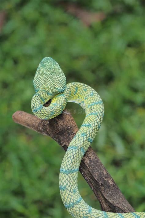 Green Pit Viper Snake Tropidolaemus Subannulatus On A Branch Stock