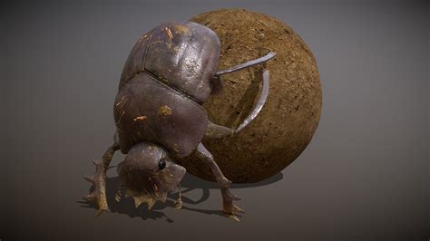 Animated Dung Beetle Buy Royalty Free 3D Model By Zacxophone Dbb33dd