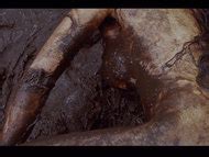 Naked Mallika Sherawat In Hisss