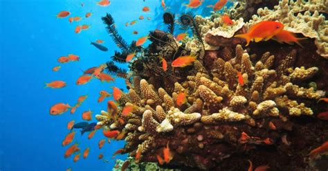 Banco De Imagens Oceano Embaixo Da Agua Comida Inseto Frutos Do