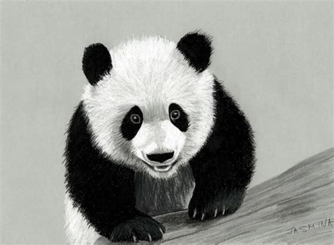 Panda colored pencil drawing by JasminaSusak on DeviantArt