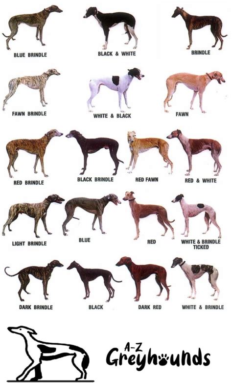 Greyhound Colors: Beautiful Spectrum of Coats