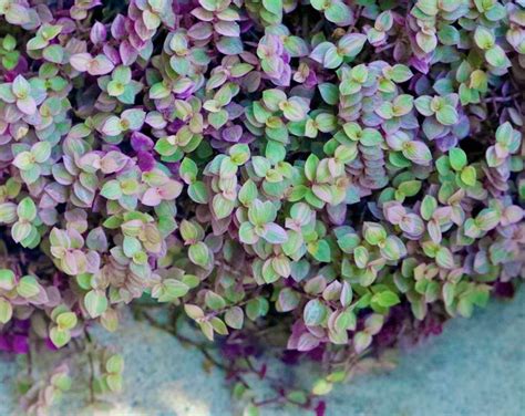 Callisia Repens Tradescantia Pink Panther Tradescantia Etsy