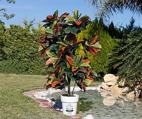 Изкуствено растение в саксия Croton - Vivre