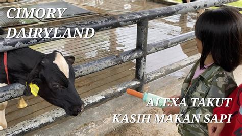 PERGI KE CIMORY DAIRYLAND ALEXA TAKUT KASIH MAKAN SAPI TAPI SERU