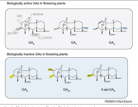 Figure 4 From Gid1 Mediated Gibberellin Signaling In Plants Semantic