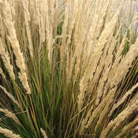 Calamagrostis Karl Foerster Future Forests