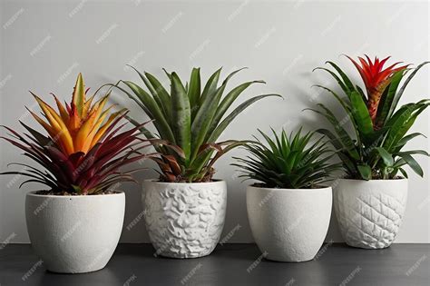 Fotos De Bromélias Em Vasos - Parede branca com uma coleção de bromélias em vasos | imagem Premium ...