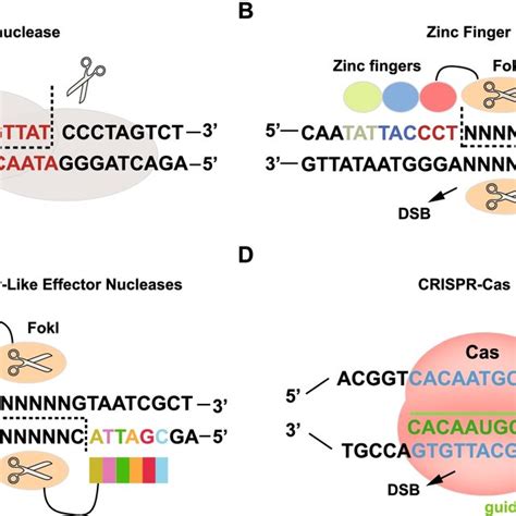 Gene editing technologies. Editing principles of the four technologies ...