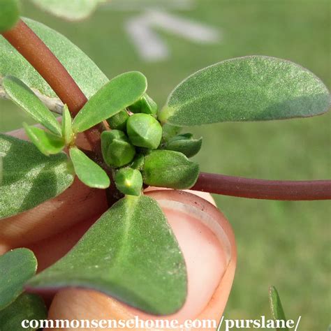 Purslane One Of The Most Nutritious Plants In The Garden