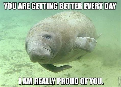 Thanks Manatee Manatee Sea Cow Funny Animal Pictures