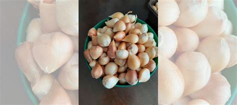 Луковицы тюльпанов после выгонки купить в Кирове | Товары для дома и ...