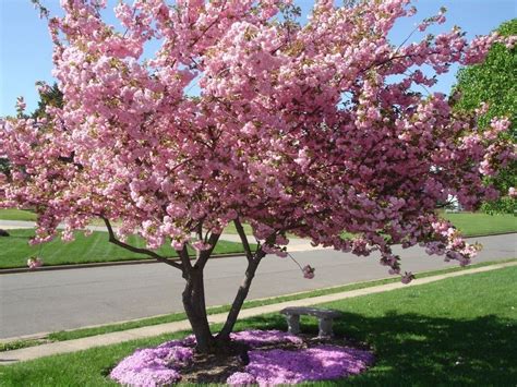 35 Best Garden Flowering Tree Ideas For Spring Trees For Front Yard Flowering