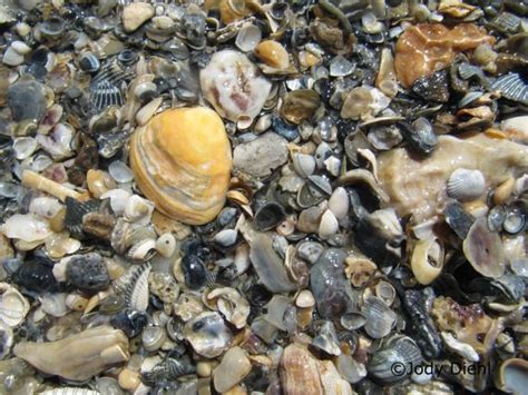 Bolivar Peninsula Beachcombing Texas Beaches Bolivar Peninsula