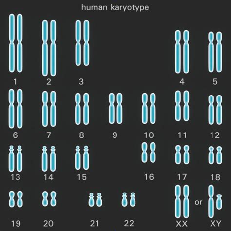 Diploid Cell Diagram