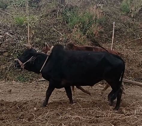 हलगोरु पाल्नेलाई दश हजार अनुदान प्रभाव संवाददाता Prabhab Online