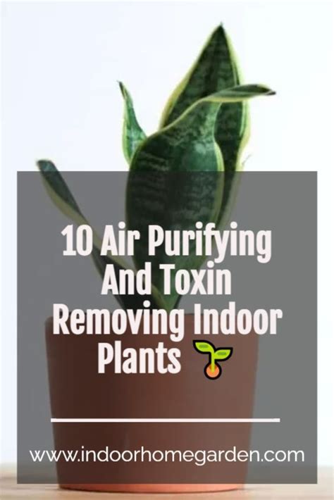 10 Air Purifying And Toxin Removing Indoor Plants Plants Indoor