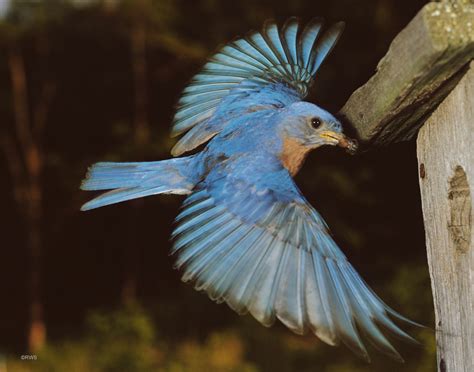 X Male Bluebird