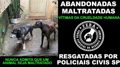 Cachorras V Timas De Maus Tratos E Abandono S O Resgatadas Por