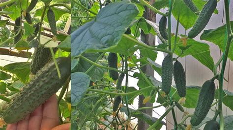 СУПЕР ГИБРИД ОГУРЦА "КРИСТИНА F1" - YouTube