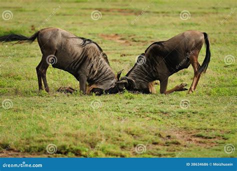 Wilde Beest Migration In Tanzania Stockfoto Bild Von Unten Trocken