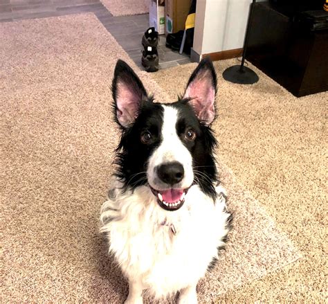 Tips to Stop Separation Anxiety for a Recently Adopted Rescue Dog: Dog Gone Problems