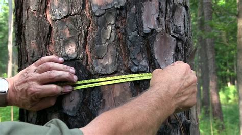 Measuring Tree Diameter Using A Diameter Tape Youtube