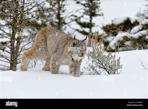 Canada Lynx Lynx Canadensis Captive Raised Specimen Bozeman Montana