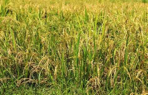 Rice Plant Ready for Harvest Stock Image - Image of fresh, asia: 149771633