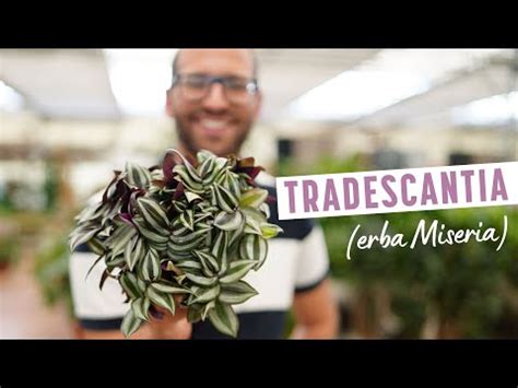 Tradescantia O Erba Miseria Quando Dove E Come Coltivare Questa