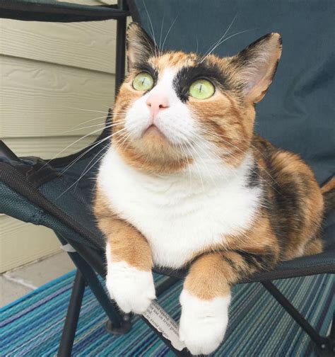 Lilly The Cat Has The Most Judgmental Eyes Youll Ever See