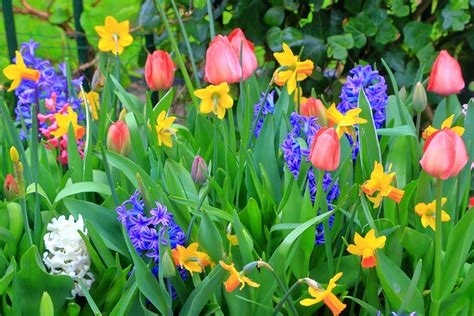 Plant Now For Spring Blooms - Delhi Flower and Garden Center
