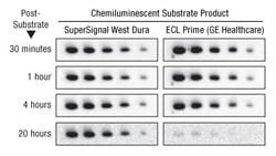 Thermo Scientific Supersignal West Dura Extended Duration Substrate