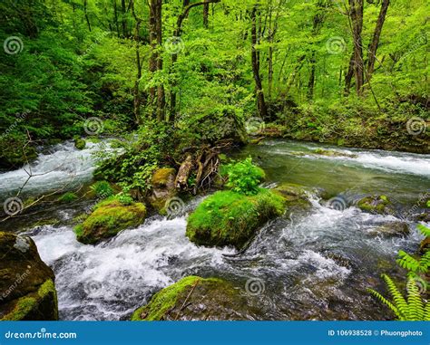 Oirase Gorge in Aomori, Tohoku, Japan Stock Photo - Image of flow, japanese: 106938528